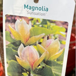 Magnolia Sunsation