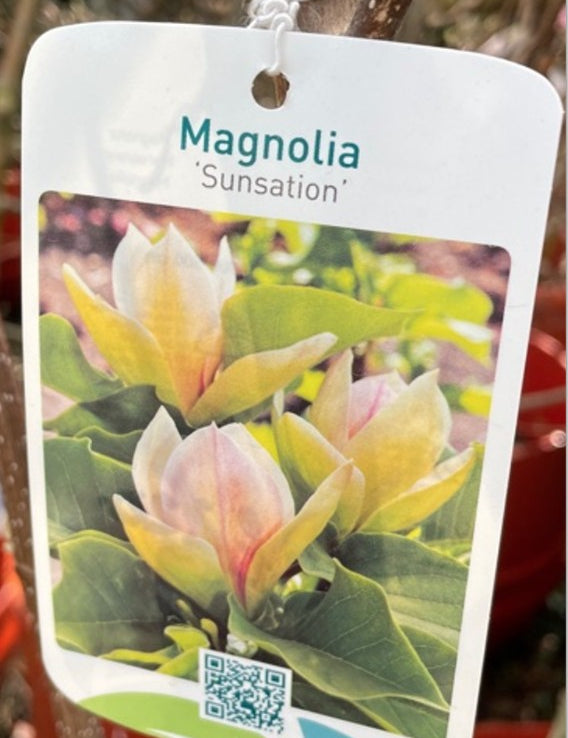 Magnolia Sunsation