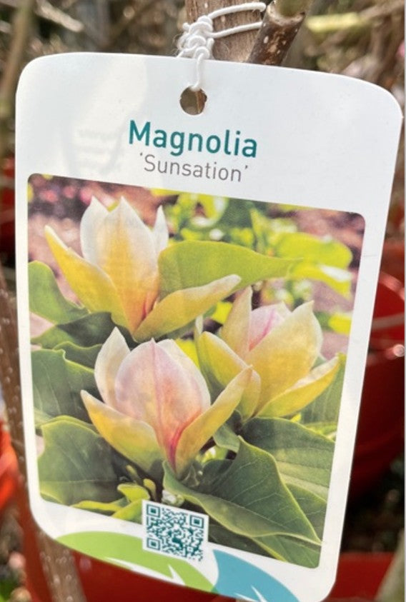 Magnolia Sunsation