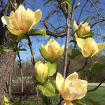 Magnolia Sunsation