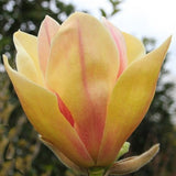 Magnolia Sunsation