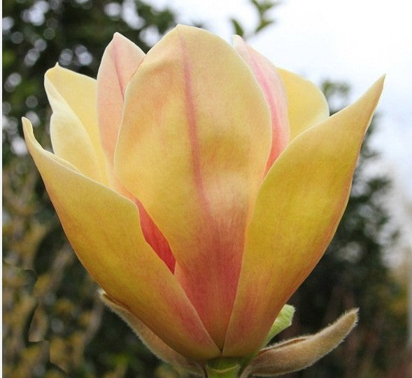 Magnolia Sunsation