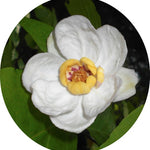Sinocalycanthus Sinensis vaso 8x8