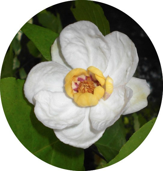 Sinocalycanthus Sinensis vaso 8x8