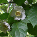 Sinocalycanthus Sinensis vaso 8x8
