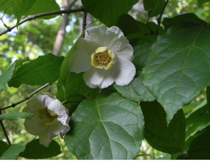Sinocalycanthus Sinensis vaso 8x8