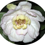 Sinocalycanthus Sinensis vaso 8x8