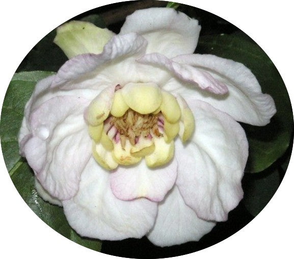 Sinocalycanthus Sinensis vaso 8x8