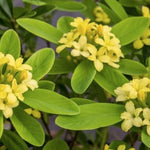Daphne Sichuan Gold vaso 14