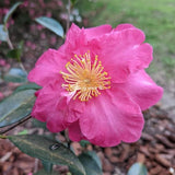 Camelia sasanqua Belinda vaso 18