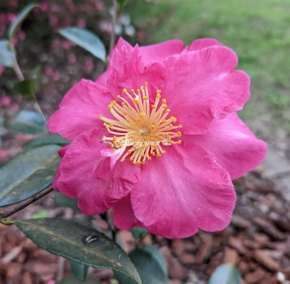 Camelia sasanqua Belinda vaso 18