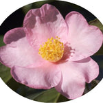 Camelia sasanqua Sakura Zukuio  vaso cm. 18/20