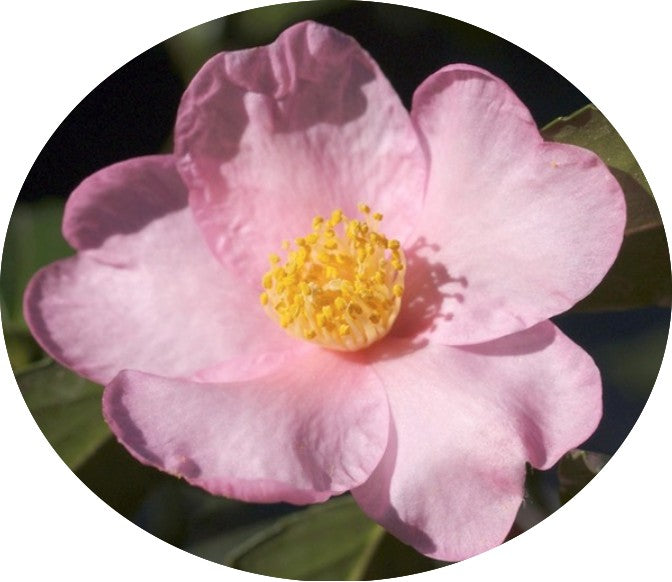 Camelia sasanqua Sakura Zukuio  vaso cm. 18/20