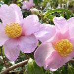 Camelia sasanqua Sakura Zukuio  vaso cm. 18/20