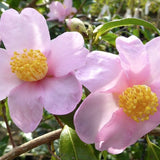 Camelia sasanqua Sakura Zukuio  vaso cm. 18/20