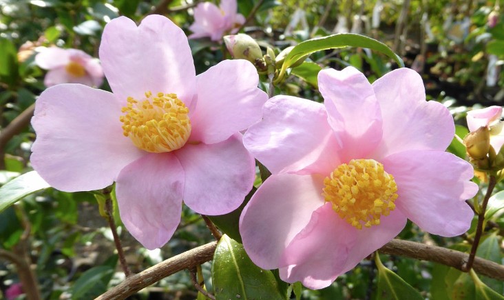 Camelia sasanqua Sakura Zukuio  vaso cm. 18/20