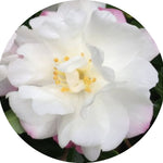 Camelia sasanqua Little Liane vaso 18