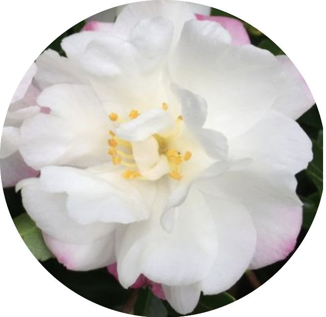 Camelia sasanqua Little Liane vaso 18