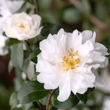 Camelia Sasanqua Polar Ice vaso 18