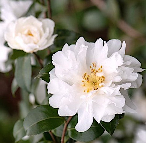 Camelia Sasanqua Polar Ice vaso 18