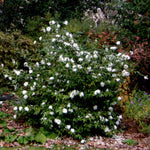 Camelia Sasanqua Polar Ice vaso 18