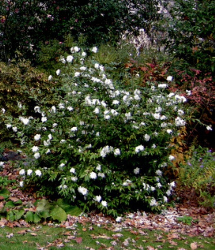 Camelia Sasanqua Polar Ice vaso 18
