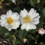Camelia Sasanqua Polar Ice vaso 18