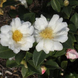 Camelia Sasanqua Polar Ice vaso 18
