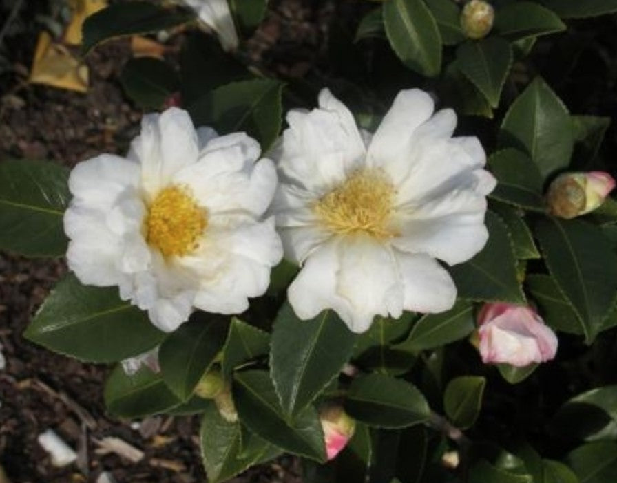 Camelia Sasanqua Polar Ice vaso 18