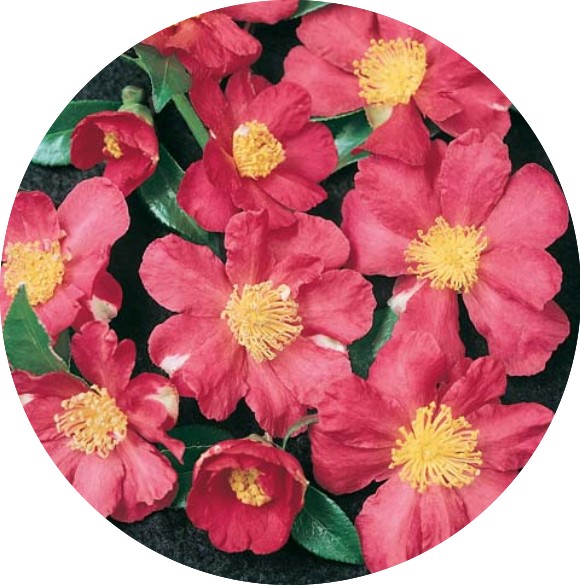 Camelia sasanqua sylvia