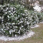 Camelia sasanqua 'Hina Yuki' cm. 110/120