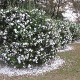 Camelia sasanqua 'Hina Yuki' cm. 110/120