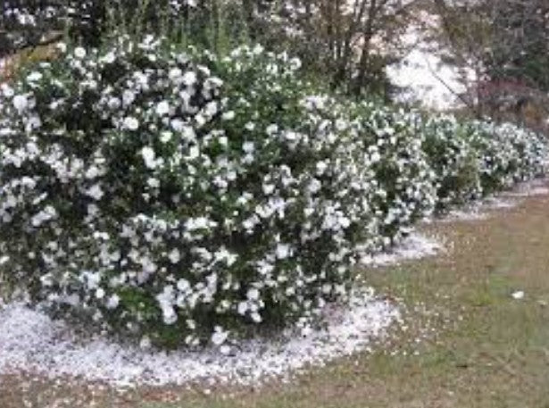Camelia sasanqua 'Hina Yuki' cm. 110/120