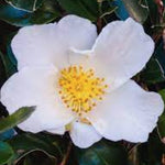 Camelia sasanqua Oleifera vaso 18