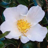 Camelia sasanqua Oleifera vaso 18