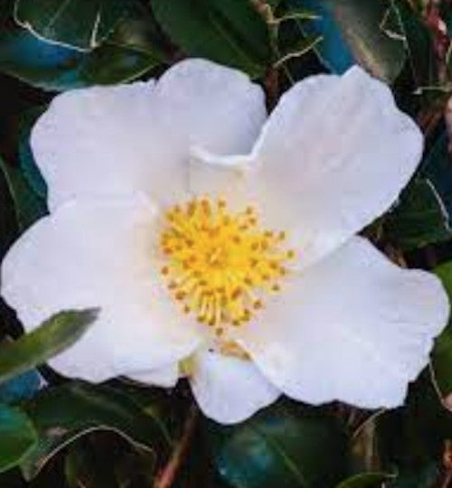 Camelia sasanqua Oleifera vaso 18