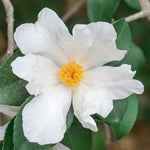 Camelia sasanqua Oleifera vaso 18