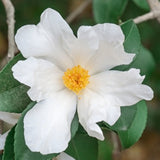 Camelia sasanqua Oleifera vaso 18