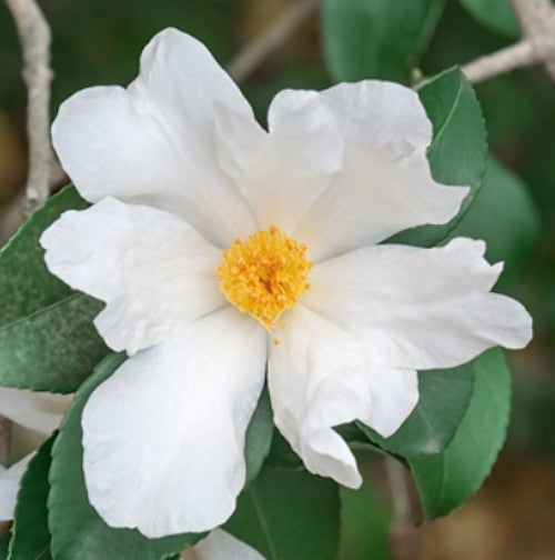 Camelia sasanqua Oleifera vaso 18