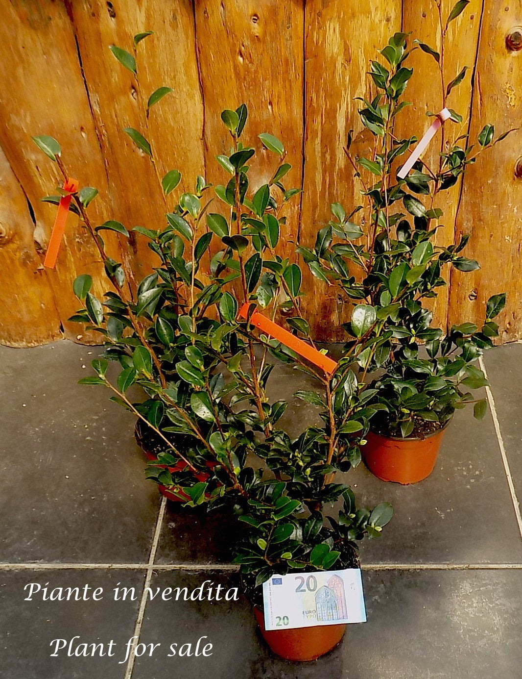 Camelia sasanqua FLM8 vaso 18 cm.60 circa