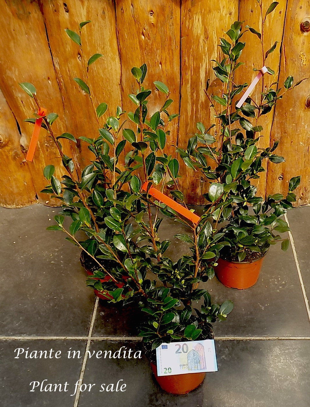 Camelia sasanqua FLM8 vaso 18 cm.60 circa