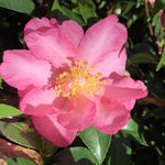 Camelia sasanqua FLM8 vaso 18 cm.60 circa