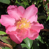 Camelia sasanqua FLM8 vaso 18 cm.60 circa