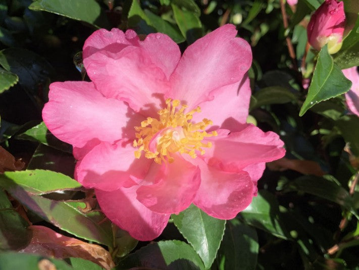 Camelia sasanqua FLM8 vaso 18 cm.60 circa