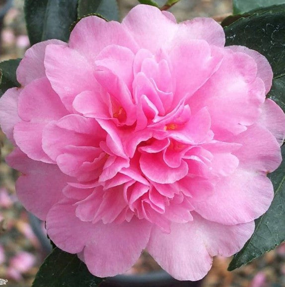 Camelia sasanqua Showa no sakae vaso 18 fioritura invernale