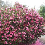 Camelia sasanqua Showa no sakae vaso 18 fioritura invernale
