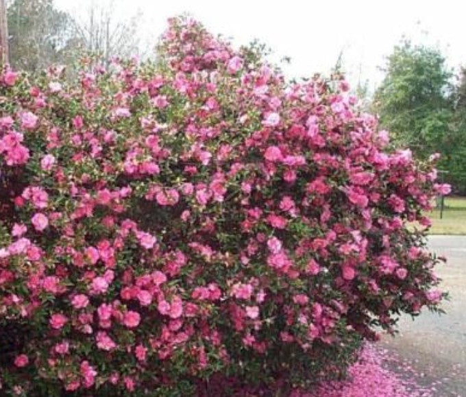 Camelia sasanqua Showa no sakae vaso 18 fioritura invernale