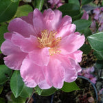 Camelia sasanqua Showa no sakae vaso 18 fioritura invernale