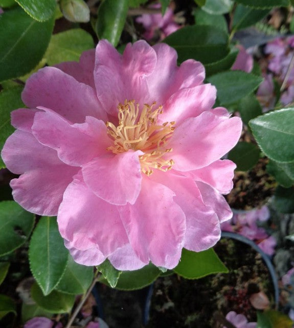Camelia sasanqua Showa no sakae vaso 18 fioritura invernale