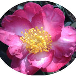 Camelia sasanqua Navajo vaso 18